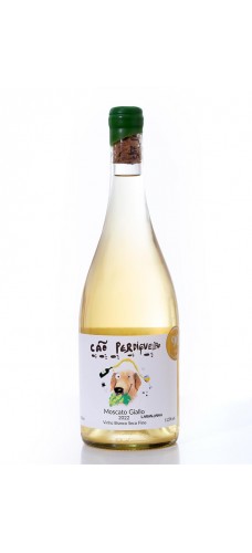 Cão Perdigueiro Moscato Giallo Laranjinha